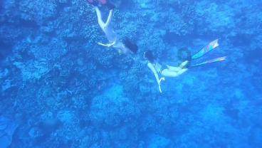 缤纷水果茶